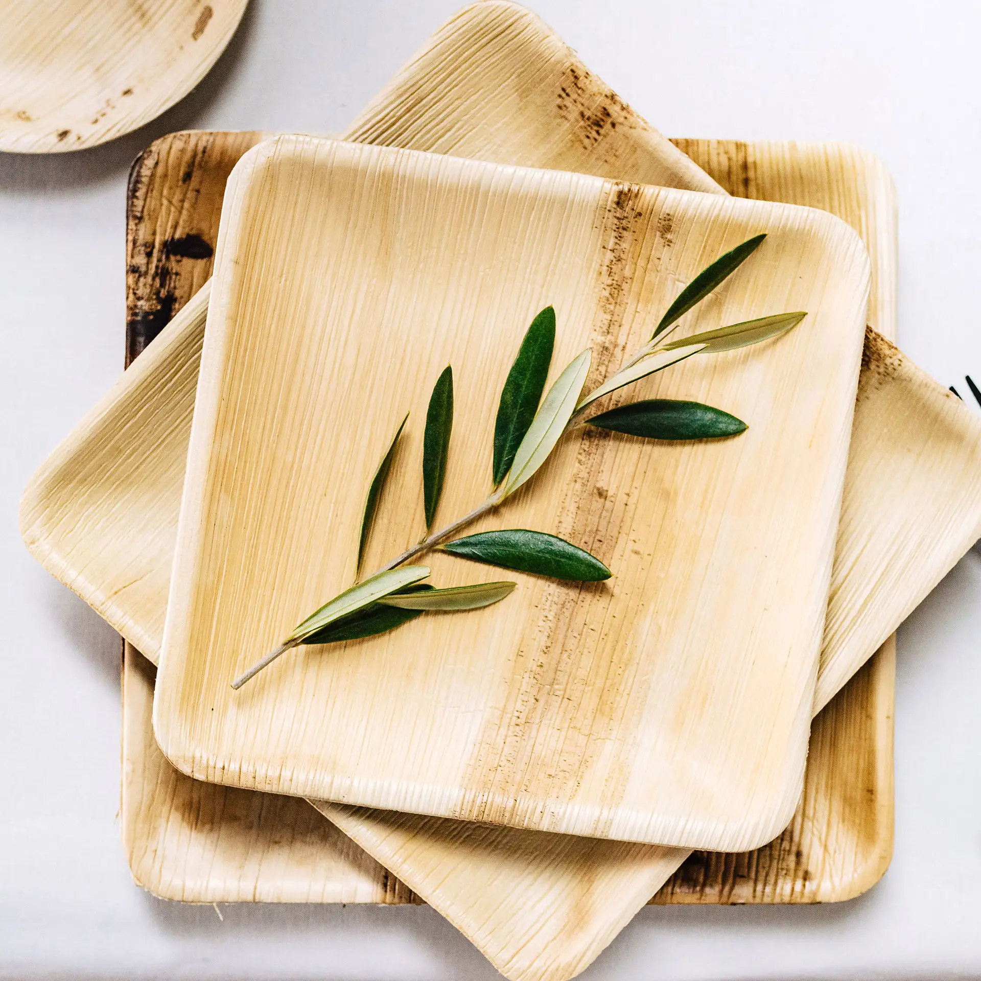 Piatto quadrato in foglia di palma con finitura naturale, esposto con un ramo d'ulivo sopra, evidenziando il loro design sostenibile.